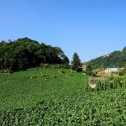 阳高县建设国家农村产业融合发展示范园千亩采摘园